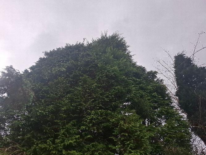 How high they grow! .... Leylandii tree , .. Trouble or an Good Addition to your Garden Leylandii tree , .. Trouble or an Good Addition to your Garden